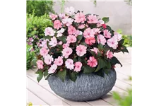 Sonnen-Lieschen 'SunPatiens® Blush Pink' 12 cm Topf