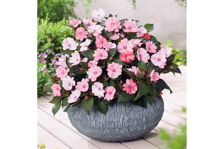 Sonnen-Lieschen 'SunPatiens® Blush Pink' 12 cm Topf