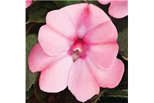 Sonnen-Lieschen 'SunPatiens® Blush Pink' 12 cm Topf