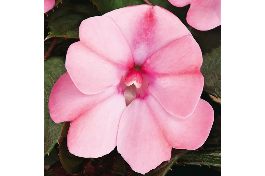 Sonnen-Lieschen 'SunPatiens® Blush Pink' 12 cm Topf