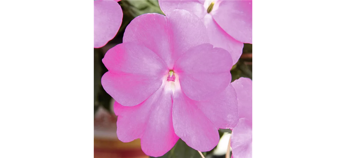 Sonnen-Lieschen 'SunPatiens® Hot Lilac' 12 cm Topf