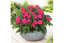 Sonnen-Lieschen 'SunPatiens® Magenta' 12 cm Topf