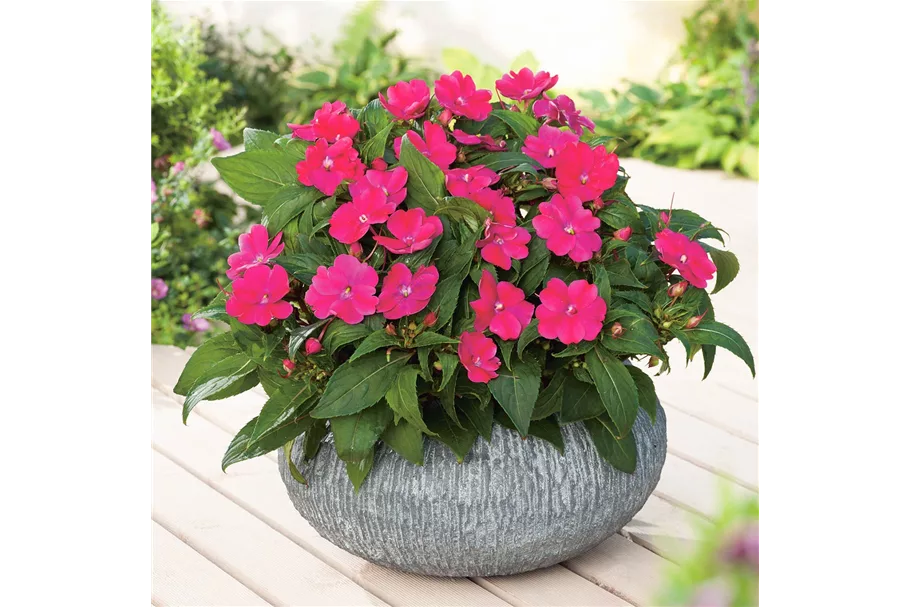 Sonnen-Lieschen 'SunPatiens® Magenta' 12 cm Topf