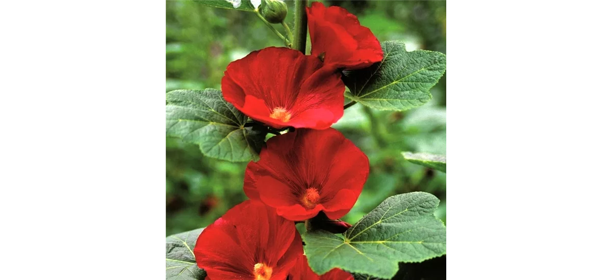 Einfachblühende Stockrose 'Mars Magic' 1 Liter Topf