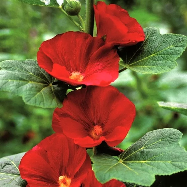 Einfachblühende Stockrose 'Mars Magic'