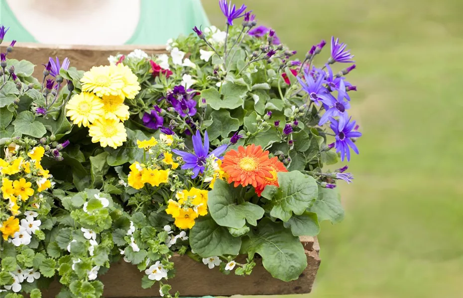 So bekommen Sommerblumen Wachstumsschübe