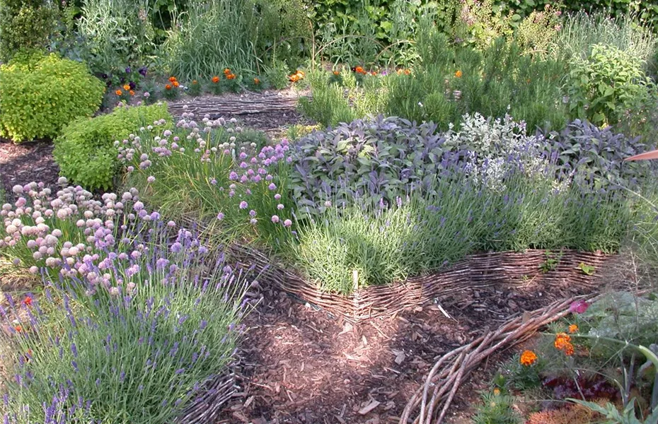 Frische Kräuter im eigenen Garten für die Küche