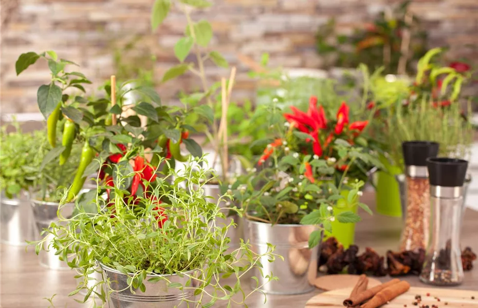 Frische Kräuter im eigenen Garten für die Küche