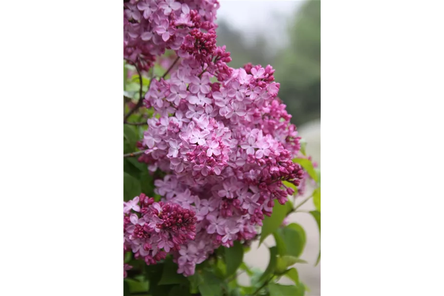 Edelflieder 'Esther Staley' 3,5 Liter Topf