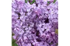 Edelflieder 'Lavender Lady' 3,5 Liter Topf