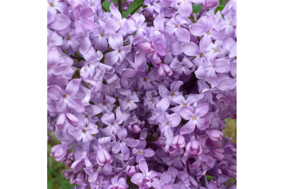 Edelflieder 'Lavender Lady' 3,5 Liter Topf