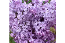 Edelflieder 'Lavender Lady' 3,5 Liter Topf