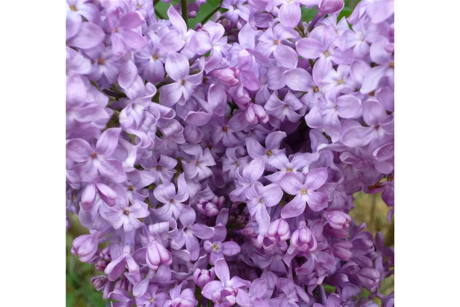 Edelflieder 'Lavender Lady' 3,5 Liter Topf