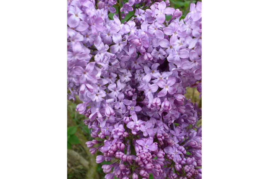 Edelflieder 'Lavender Lady' 3,5 Liter Topf