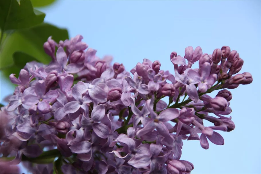 Edelflieder 'Lavender Lady' 3,5 Liter Topf