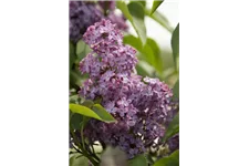 Edelflieder 'Amethyst' 3,5 Liter Topf