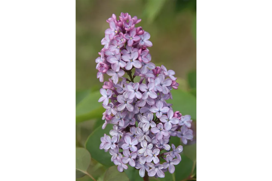 Edelflieder 'Amethyst' 3,5 Liter Topf