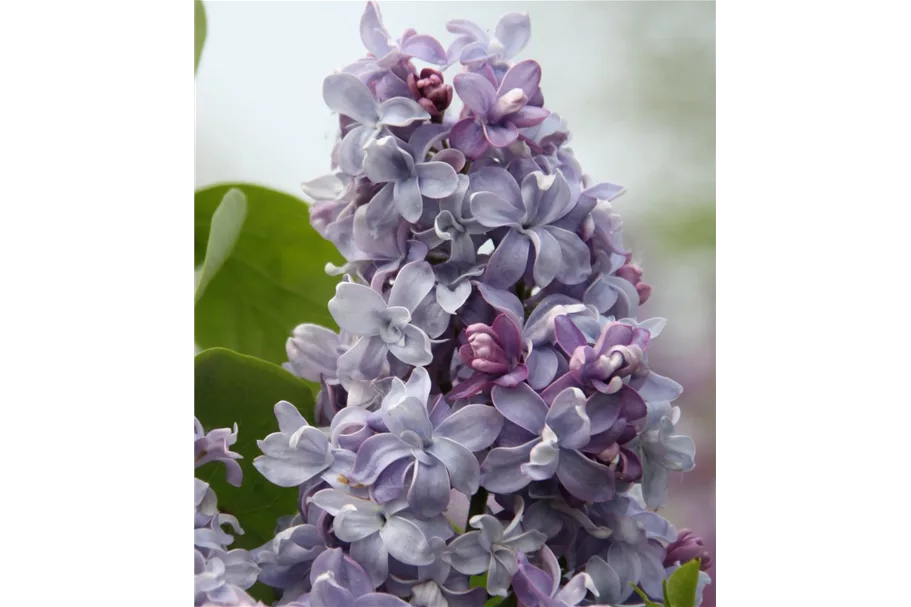 Edelflieder 'Nadeshda' 3,5 Liter Topf