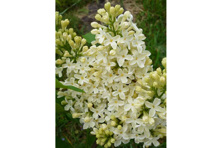 Edelflieder 'Primrose' 3,5 Liter Topf