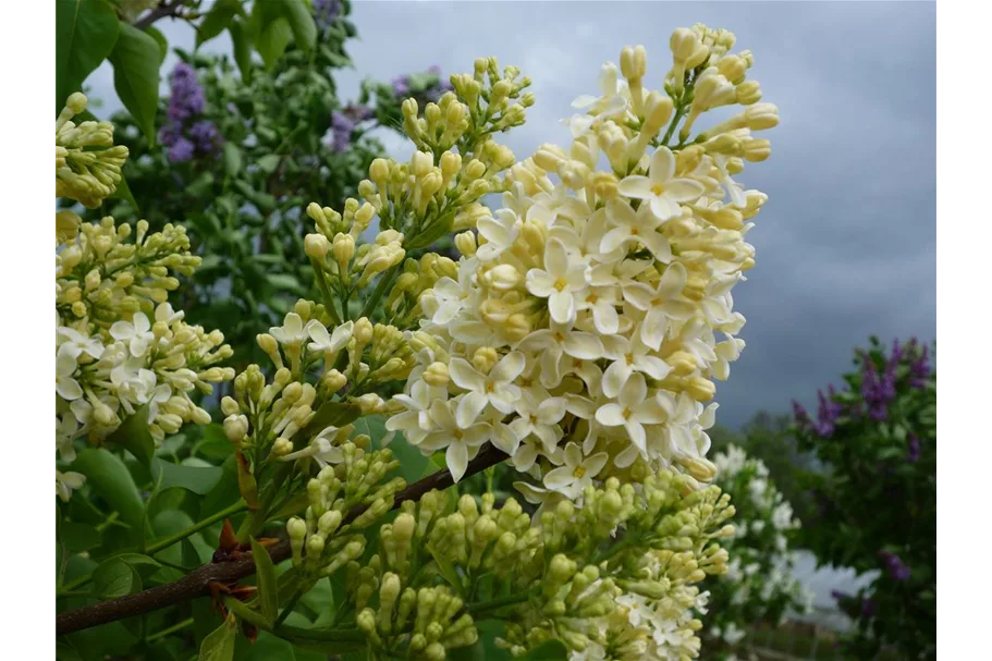 Edelflieder 'Primrose' 3,5 Liter Topf