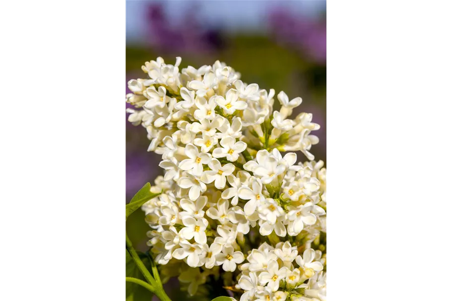 Edelflieder 'Primrose' 3,5 Liter Topf