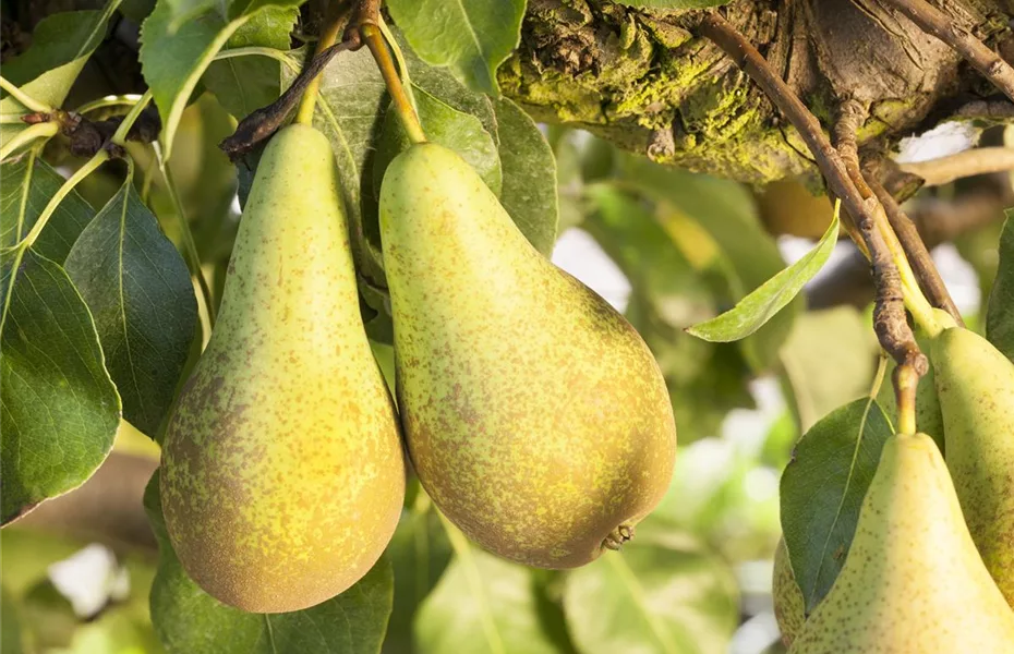 Ernte haltbar machen sorgt für dauerhaften Genuss