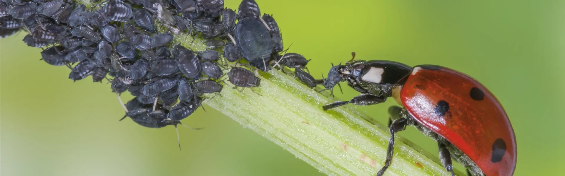 April,Mai,Juni: Tipps vom Gartendoktor