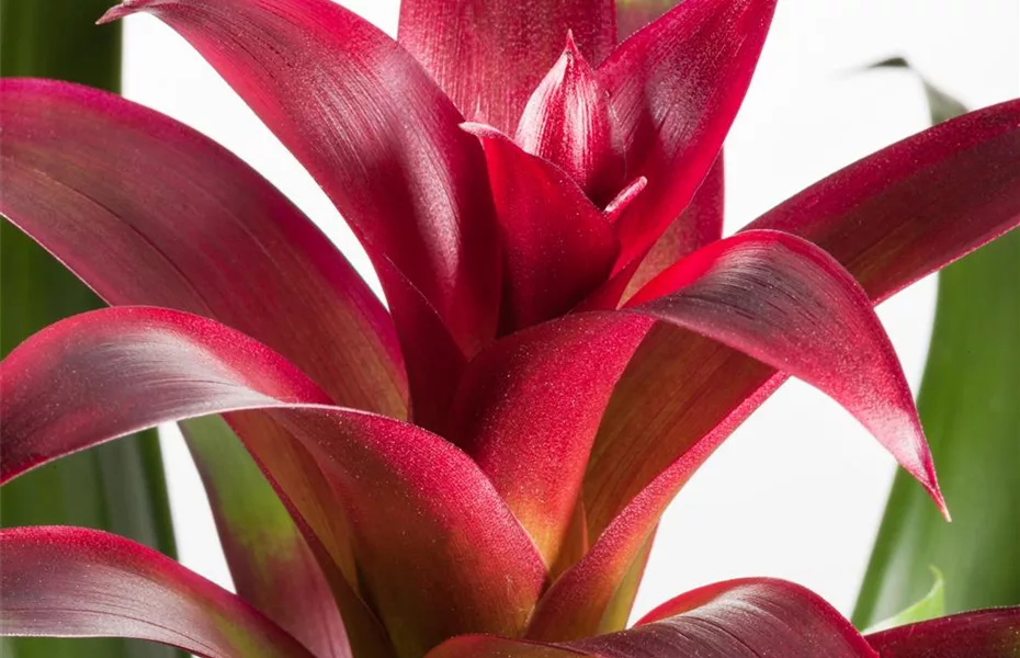 Bromelien, eine Leidenschaft für sich 