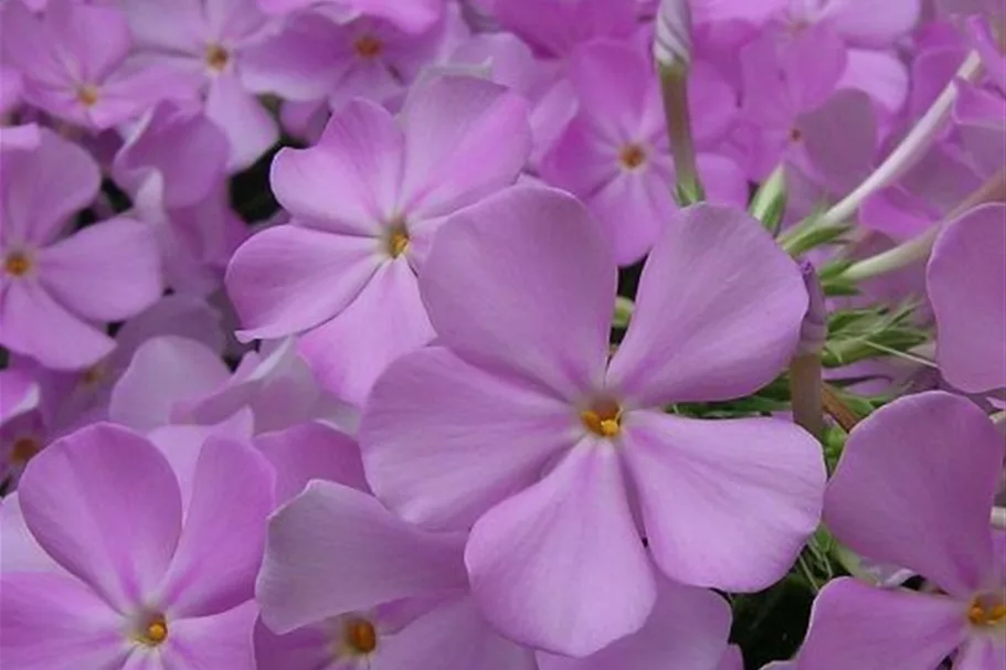 Phlox carolina 'Rose Bouquet' -R- 1 Liter Topf 