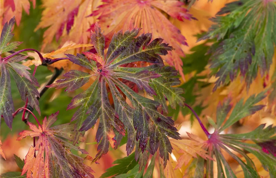 Japanischer Ahorn - asiatisches Flair für den Garten