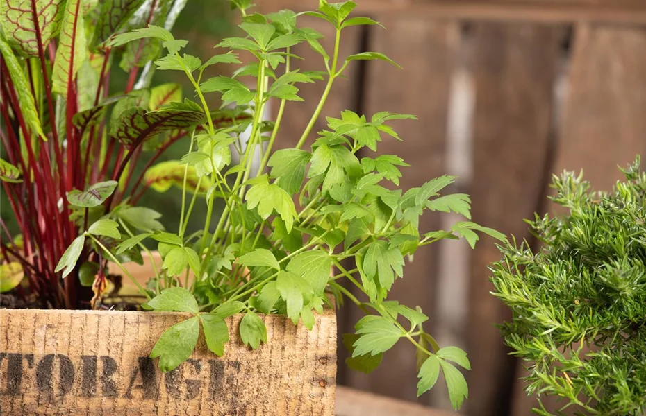 Urban Gardening - frische Bio-Kräuter auf Balkonen