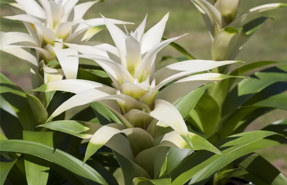 Bromelien, eine Leidenschaft für sich 