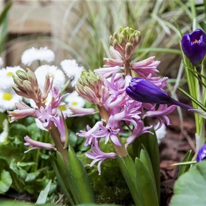 Frühlingsboten – Hyazinthe, Krokus und Co.