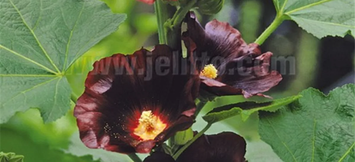 Einfachblühende Stockrose 'Blacknight' 1 Liter Topf