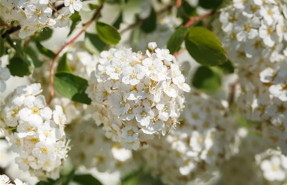 Sommerstauden für ein florales Feuerwerk 