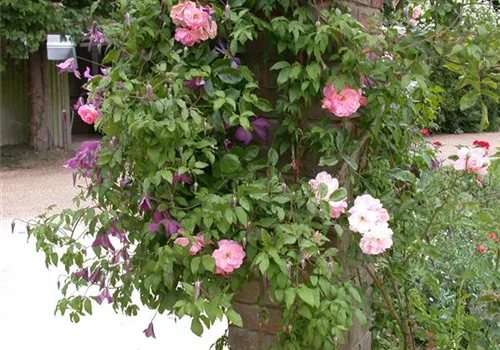 Kletterpflanzen am Gartenzaun bringen Leben in den Garten