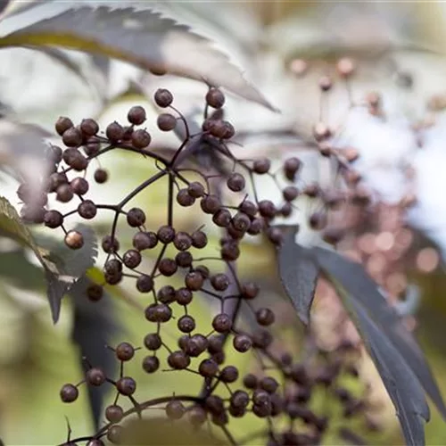 Wildgehölze im Garten – viel Potenzial 