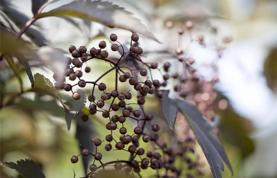 Wildgehölze im Garten – viel Potenzial 