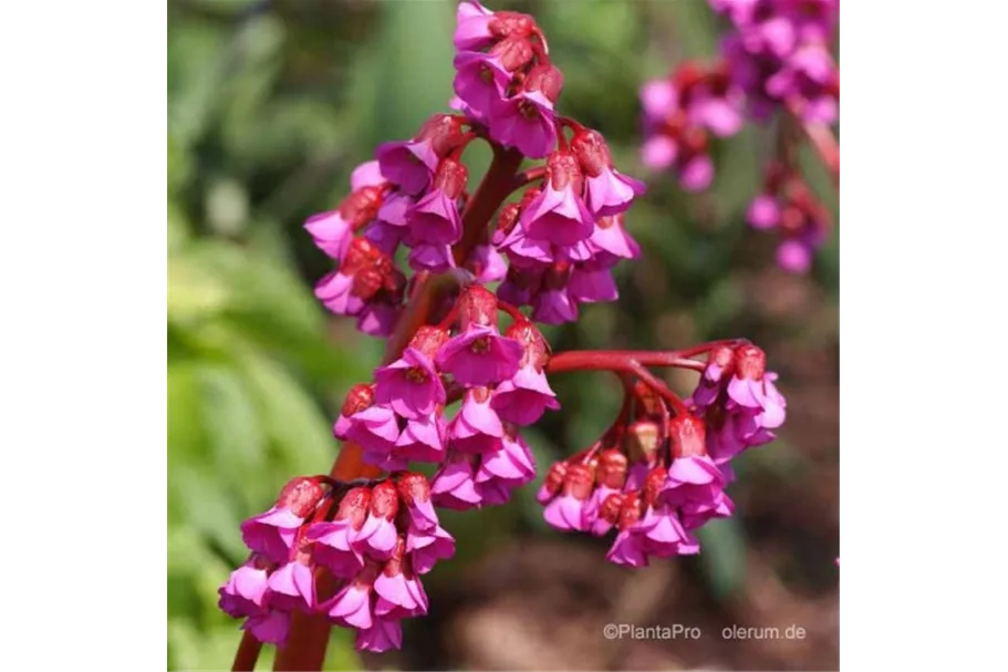 Bergenie 'Abendglocken' 1 Liter Topf