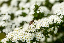 Insektennährgehölz Set 3: Topf 3 Liter mit 4 Pflanzen 