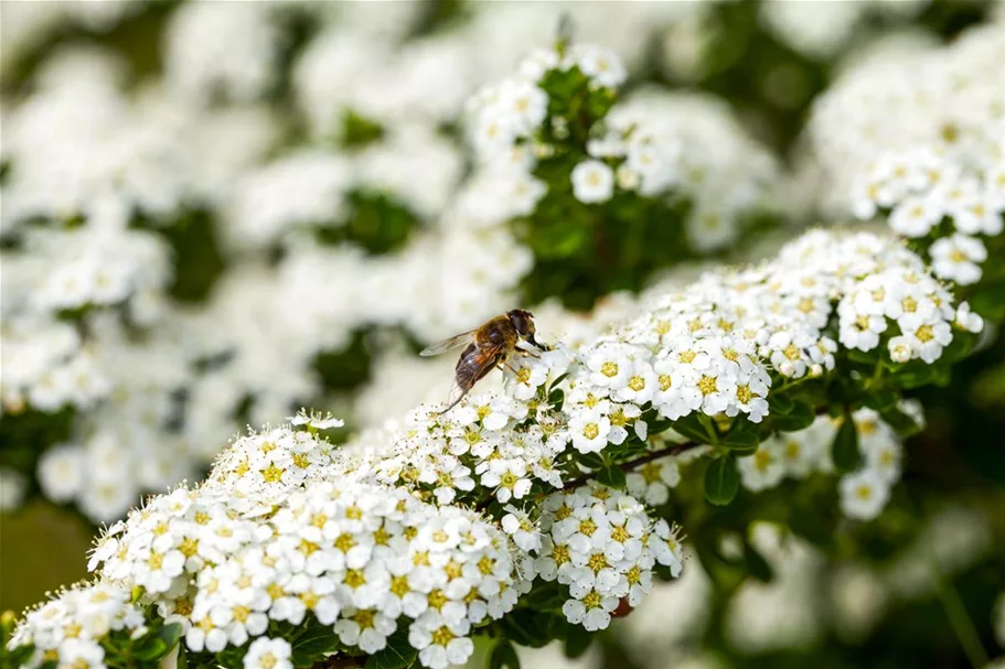 Insektennährgehölz Set 3: Topf 3 Liter mit 4 Pflanzen 