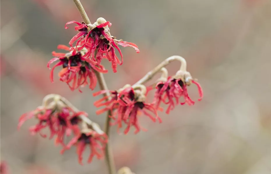 Die Zaubernuss – ein bisschen Magie im Garten