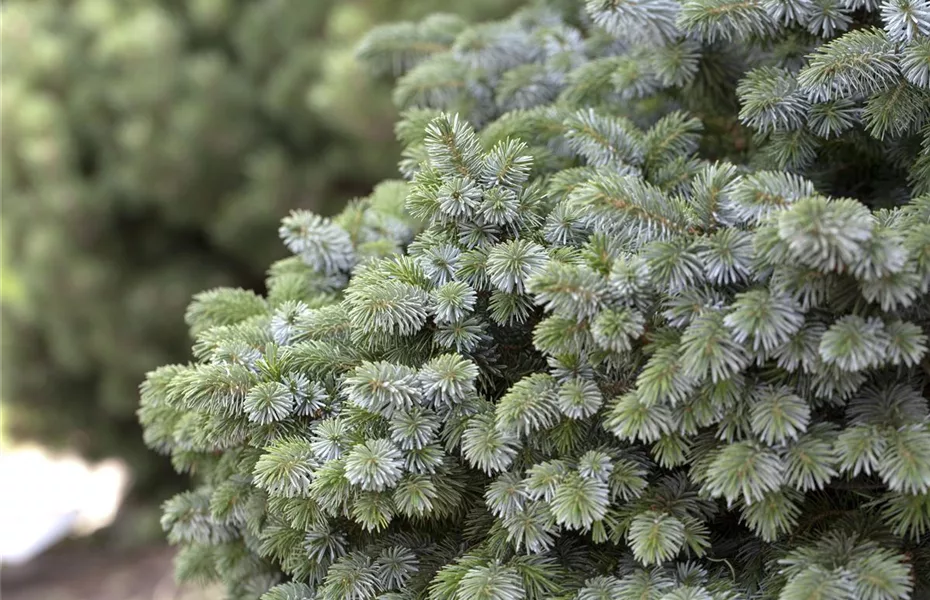 Weihnachts-Recycling mit Tannenbaum