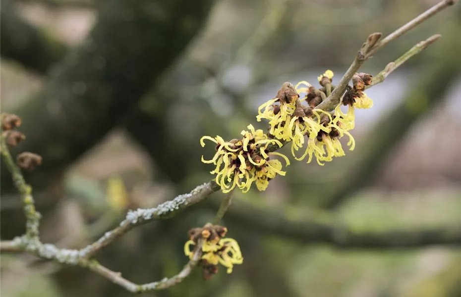 Die Zaubernuss – ein bisschen Magie im Garten