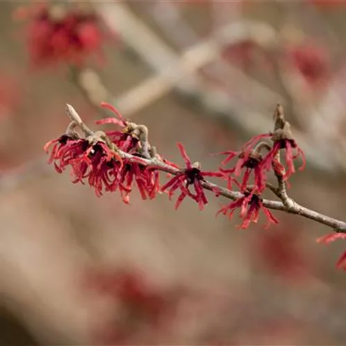 Die Zaubernuss – ein bisschen Magie im Garten