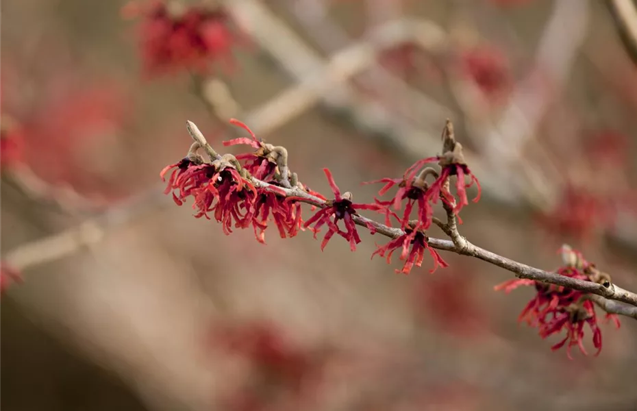 Die Zaubernuss – ein bisschen Magie im Garten