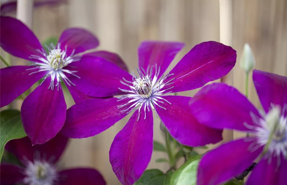 Clematis – die robuste Kletterpflanze im Garten