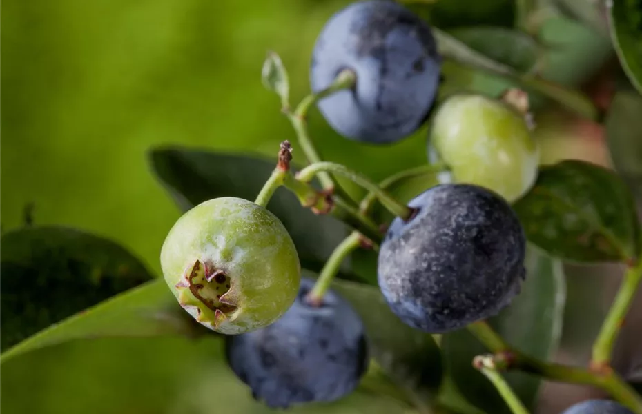 Heidelbeeren – die blauen Super-Beeren