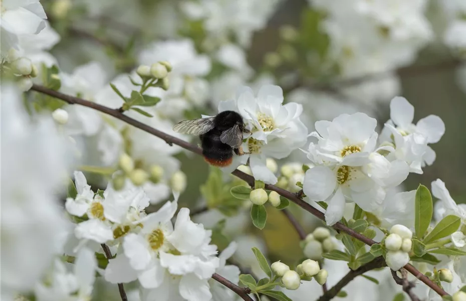 Durch Gemüse wird Ihr Garten zur Insektenweide! 