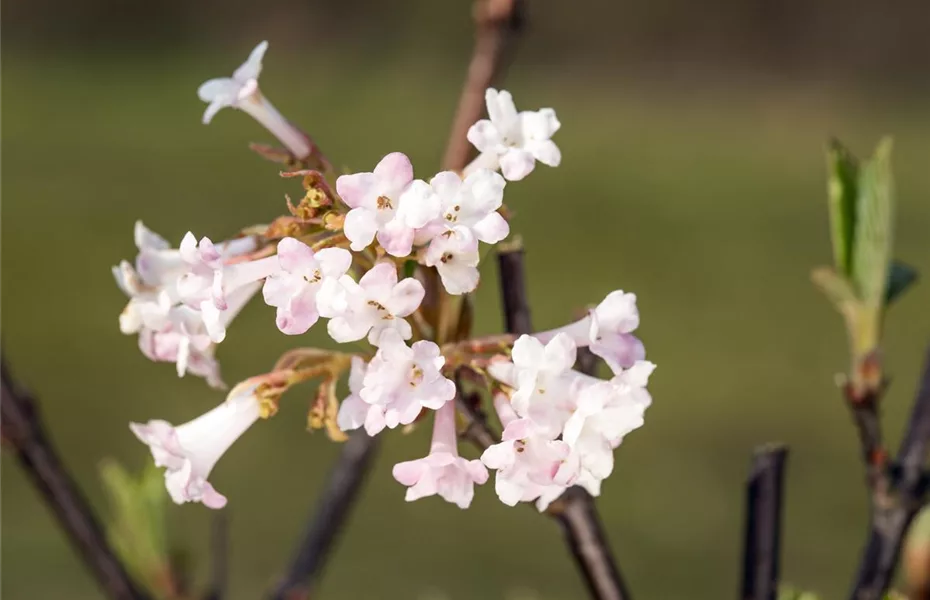 Die beliebtesten Pflanzen für den Garten im Winter